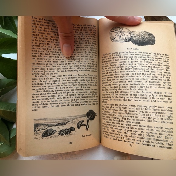 The Edge Of The Sea by Rachel Carson, w/ 160+ illustrations by Bob Hines, 1955 - Picture 5 of 15